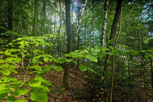 Działka na sprzedaż 8661m2 nowotarski Ochotnica Dolna - zdjęcie 2