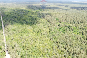 Działka na sprzedaż 1535m2 ostrowiecki Ostrowiec Świętokrzyski Las Rzeczki - zdjęcie 3