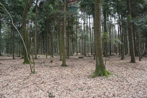 Działka na sprzedaż 1500m2 suski Budzów - zdjęcie 2