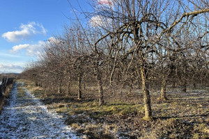 Działka na sprzedaż 19400m2 grójecki Jasieniec Turowice - zdjęcie 2