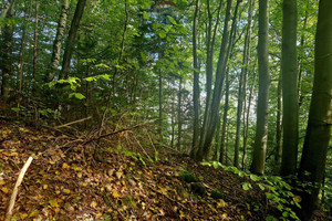 Działka na sprzedaż 8661m2 nowotarski Ochotnica Dolna - zdjęcie 1