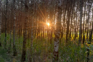 Działka na sprzedaż 11204m2 bialski Piszczac Wólka Kościeniewicka - zdjęcie 3