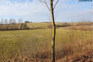 Działka na sprzedaż 7049m2 węgorzewski Pozezdrze Piłaki Wielkie - zdjęcie 2