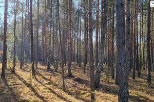 Działka na sprzedaż 3021m2 piotrkowski Aleksandrów Ostrów - zdjęcie 4