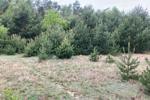 Działka na sprzedaż 890m2 wągrowiecki Skoki Pawłowo Skockie Aleja Lipowa - zdjęcie 1