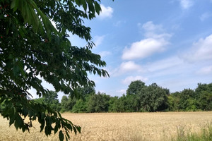 Działka na sprzedaż 1000m2 międzychodzki Chrzypsko Wielkie Orle Wielkie - zdjęcie 1