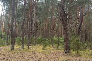 Działka na sprzedaż 3500m2 wyszkowski Somianka Baby Jagi - zdjęcie 2