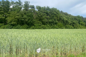 Działka na sprzedaż 1355m2 opolski Dąbrowa Karczów Grobla - zdjęcie 1