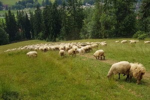 Działka na sprzedaż 2937m2 tatrzański Zakopane Łosiówki - zdjęcie 1