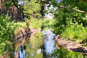 Działka na sprzedaż 2762m2 żyrardowski Radziejowice Główna - zdjęcie 3