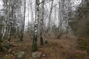 Działka na sprzedaż 8080m2 kolneński Mały Płock Śmiarowo - zdjęcie 3