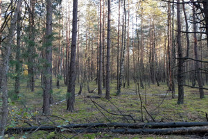 Działka na sprzedaż 4100m2 kolneński Mały Płock Kąty - zdjęcie 1