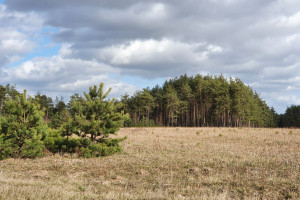 Działka na sprzedaż 9990m2 kartuski Sulęczyno Mściszewice Leśna - zdjęcie 2