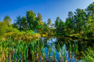 Działka na sprzedaż 7300m2 kartuski Kartuzy Staniszewo - zdjęcie 2