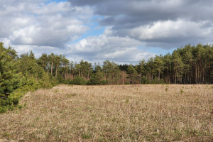 Działka na sprzedaż 9990m2 kartuski Sulęczyno Mściszewice Leśna - zdjęcie 3