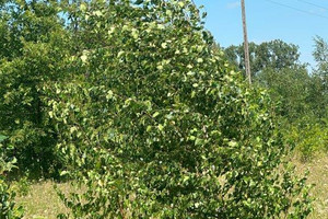 Działka na sprzedaż 900m2 płoński Joniec Joniec-Kolonia - zdjęcie 2