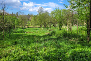 Działka na sprzedaż 3100m2 karkonoski Stara Kamienica Rybnica - zdjęcie 3