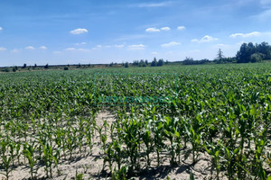 Działka na sprzedaż 30000m2 grodziski Grodzisk Mazowiecki - zdjęcie 2