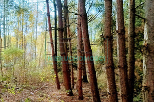 Działka na sprzedaż 1500m2 grodziski Grodzisk Mazowiecki Radonie - zdjęcie 2