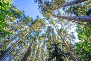 Działka na sprzedaż 4200m2 żyrardowski Radziejowice Adamów-Wieś - zdjęcie 2