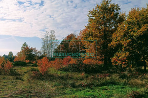 Działka na sprzedaż 24000m2 grodziski Żabia Wola Piotrkowice - zdjęcie 2