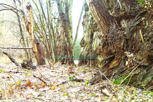 Działka na sprzedaż 1170m2 grodziski Żabia Wola Ojrzanów - zdjęcie 3