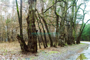 Działka na sprzedaż 1170m2 grodziski Żabia Wola Ojrzanów - zdjęcie 2