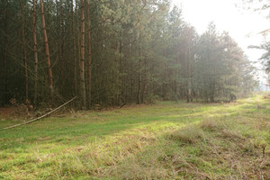 Działka na sprzedaż 4818m2 choszczeński Bierzwnik Starzyce - zdjęcie 1