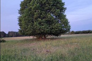 Działka na sprzedaż 3001m2 goleniowski Goleniów Lubczyna - zdjęcie 3