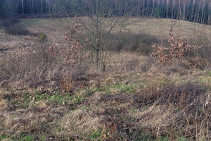 Działka na sprzedaż choszczeński Bierzwnik Zieleniewo - zdjęcie 2