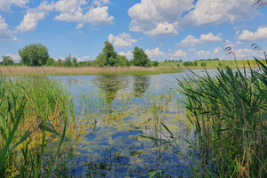 Działka na sprzedaż 3030m2 choszczeński Bierzwnik Zieleniewo - zdjęcie 3