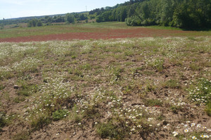 Działka na sprzedaż 35415m2 choszczeński Recz - zdjęcie 4