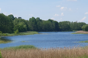 Działka na sprzedaż 3030m2 choszczeński Bierzwnik Zieleniewo - zdjęcie 3