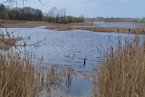 Działka na sprzedaż 1078m2 choszczeński Bierzwnik Zieleniewo - zdjęcie 1