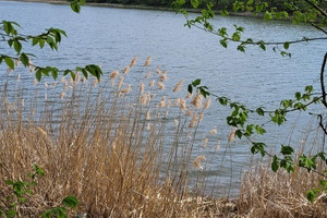 Działka na sprzedaż choszczeński Bierzwnik Zieleniewo - zdjęcie 1