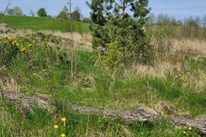 Działka na sprzedaż 3030m2 choszczeński Bierzwnik Zieleniewo - zdjęcie 3