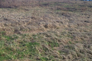 Działka na sprzedaż choszczeński Bierzwnik Zieleniewo - zdjęcie 3