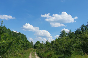 Działka na sprzedaż 3030m2 choszczeński Bierzwnik Zieleniewo - zdjęcie 3