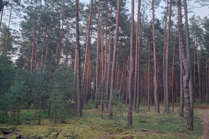 Działka na sprzedaż niżański Harasiuki Sieraków - zdjęcie 2