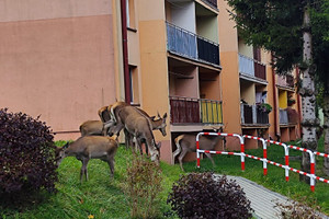 Mieszkanie na sprzedaż 63m2 bieszczadzki Ustrzyki Dolne Witolda Gombrowicza - zdjęcie 2