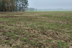 Działka na sprzedaż wągrowiecki Skoki Lechlin - zdjęcie 2