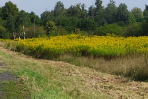 Działka na sprzedaż olsztyński Gietrzwałd Podlejki - zdjęcie 3