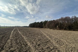 Działka na sprzedaż rypiński Wąpielsk Łapinóżek - zdjęcie 1