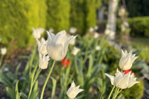 Dom na sprzedaż 328m2 Opole Gosławice Zapłocie - zdjęcie 3