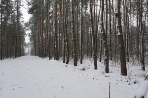 Działka na sprzedaż łaski Wodzierady Kwiatkowice-Las Jabłoniowa - zdjęcie 4