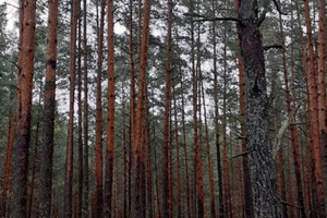 Działka na sprzedaż hajnowski Narewka Siemianówka - zdjęcie 2