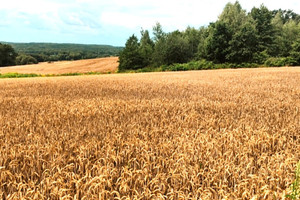 Działka na sprzedaż wodzisławski Gorzyce Turza Śląska Graniczna - zdjęcie 2