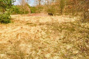 Działka na sprzedaż kozienicki Głowaczów Helenów - zdjęcie 2