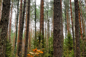 Działka na sprzedaż hajnowski Kleszczele Dobrowoda - zdjęcie 3