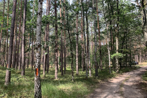 Działka na sprzedaż międzyrzecki Pszczew Borowy Młyn - zdjęcie 1